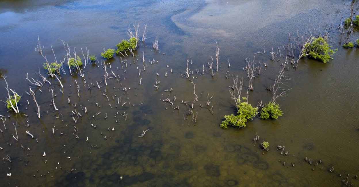 wetland-onm 2 wetland-onm 2